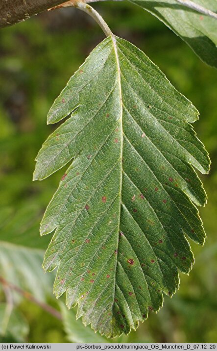 Hedlundia pseudothuringiaca