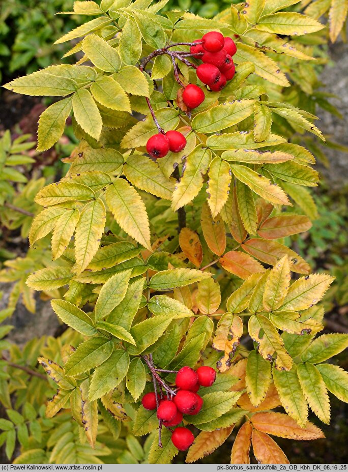 Sorbus sambucifolia (jarząb bzolistny)