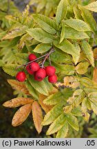 Sorbus sambucifolia (jarząb bzolistny)