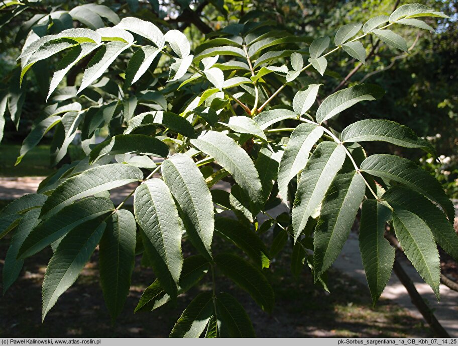 Sorbus sargentiana (jarząb Sargenta)