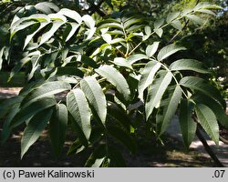 Sorbus sargentiana (jarząb Sargenta)