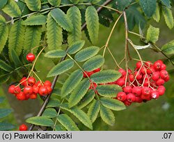 Sorbus scopulina