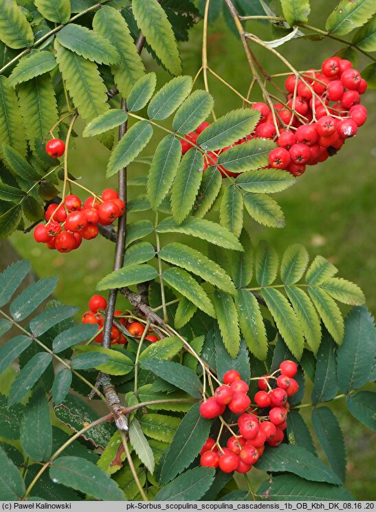 Sorbus scopulina