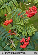 Sorbus scopulina