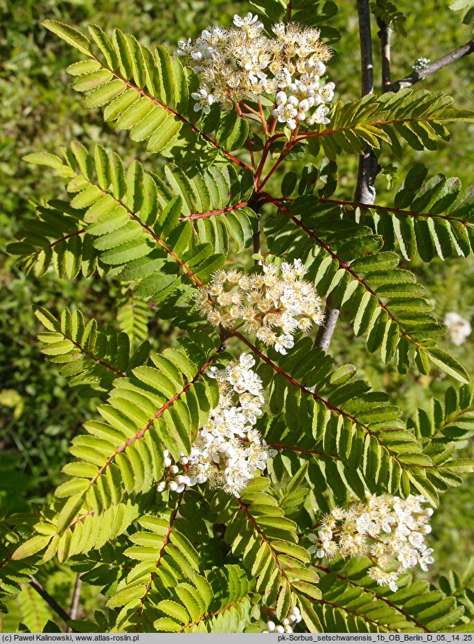 Sorbus setschwanensis (jarząb syczuański)
