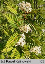 Sorbus setschwanensis (jarząb syczuański)