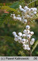 Sorbus setschwanensis (jarząb syczuański)