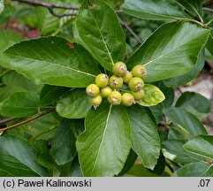 Sorbus sudetica (jarząb sudecki)