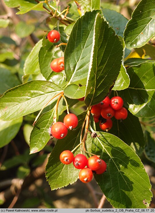 Sorbus sudetica (jarząb sudecki)