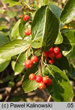 Sorbus sudetica (jarząb sudecki)