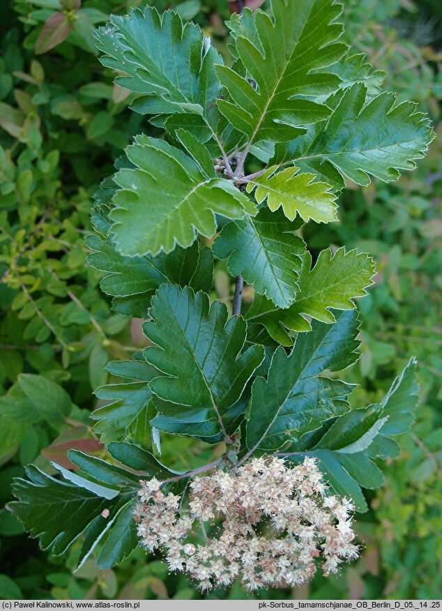 Hedlundia tamamschjanae