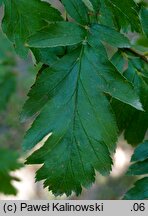 Sorbus turkestanica