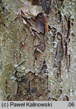 Sorbus turkestanica