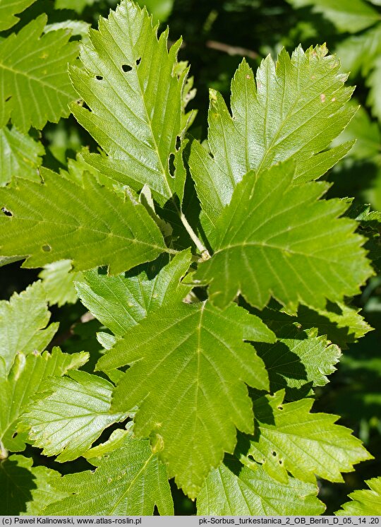 Sorbus turkestanica