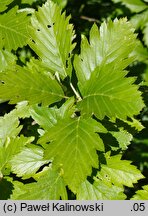 Sorbus turkestanica