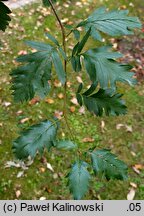 Sorbus turkestanica