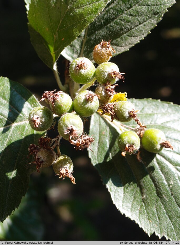 Aria umbellata (jarząb grecki)