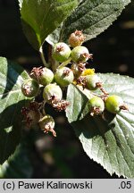 Aria umbellata (jarząb grecki)