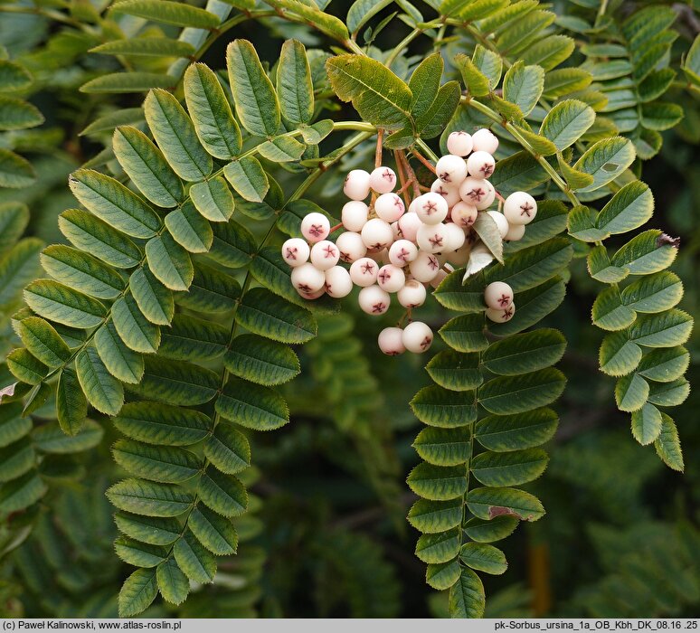 Sorbus ursina