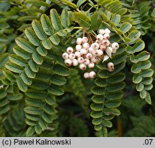 Sorbus ursina