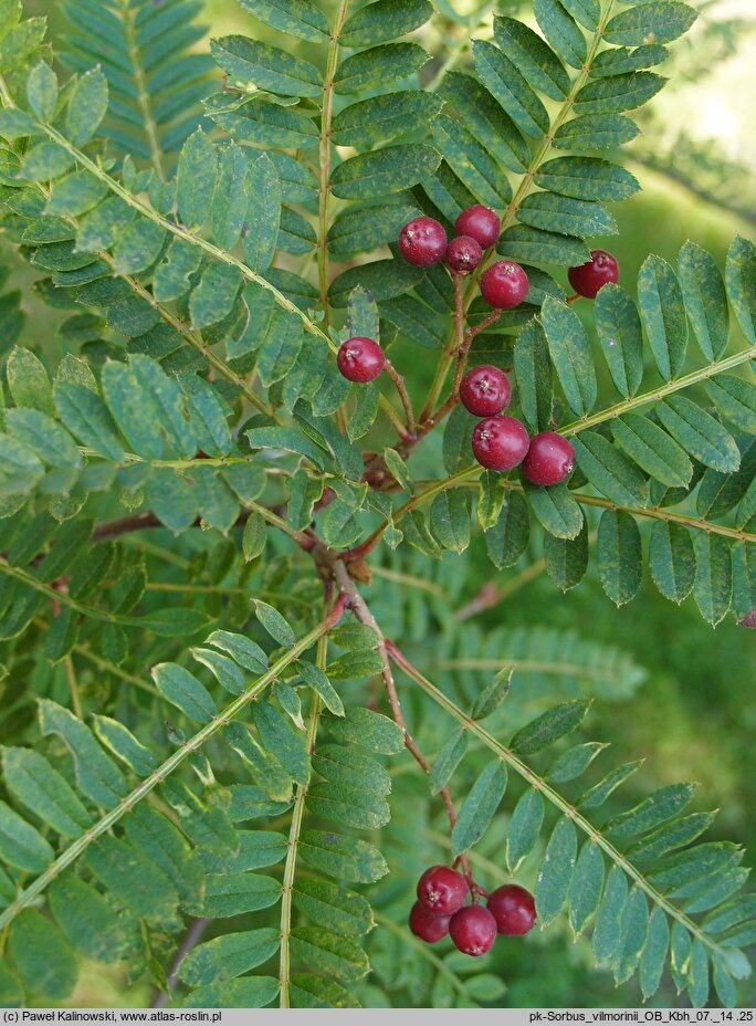 Sorbus vilmorinii (jarząb Vilmorina)