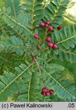 Sorbus vilmorinii (jarząb Vilmorina)