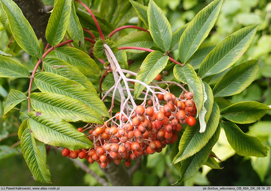 Sorbus wilsoniana (jarząb Wilsona)