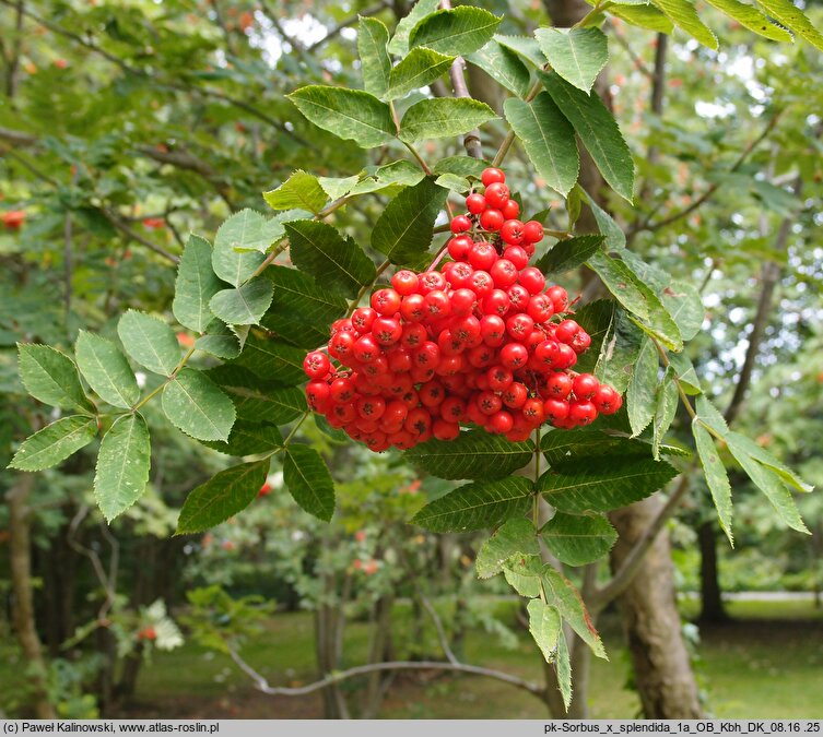 Sorbus ×splendida