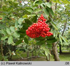 Sorbus ×splendida