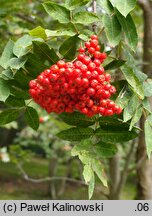 Sorbus ×splendida