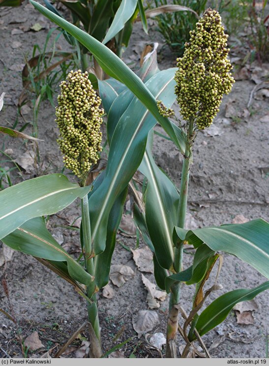 Sorghum bicolor (sorgo dwubarwne)