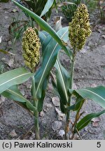 Sorghum bicolor (sorgo dwubarwne)