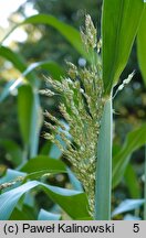 Sorghum bicolor (sorgo dwubarwne)