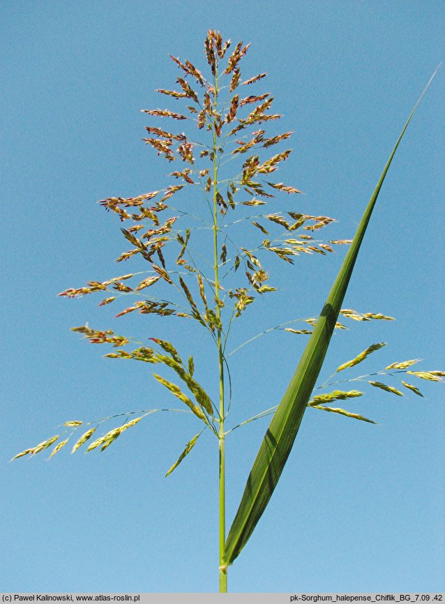 Sorghum halepense (sorgo alepskie)