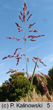 Sorghum halepense (sorgo alepskie)