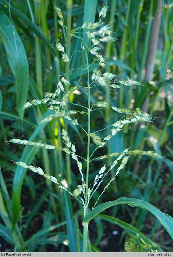 Sorghum sudanense (sorgo sudańskie)