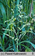 Sorghum sudanense (sorgo sudańskie)