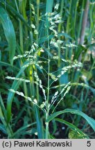 Sorghum sudanense (sorgo sudańskie)