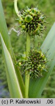 Sparganium erectum (jeżogłówka gałęzista)