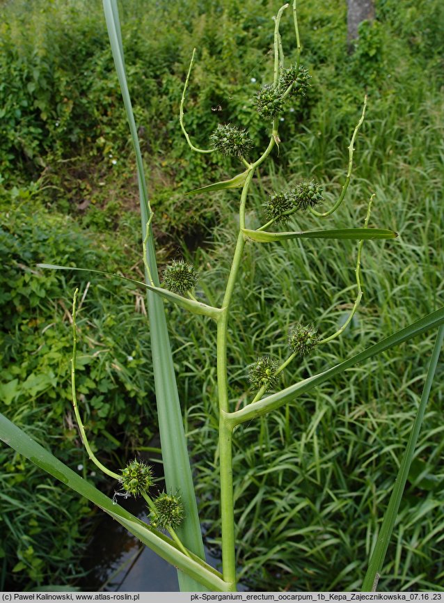 Sparganium erectum (jeżogłówka gałęzista)