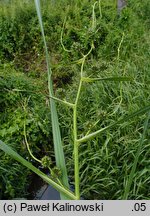 Sparganium erectum (jeżogłówka gałęzista)