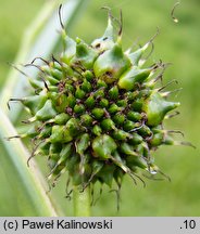 Sparganium erectum (jeżogłówka gałęzista)