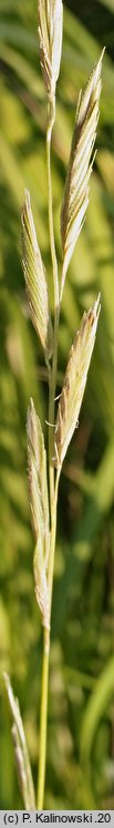 Spartina pectinata (spartyna grzebieniasta)