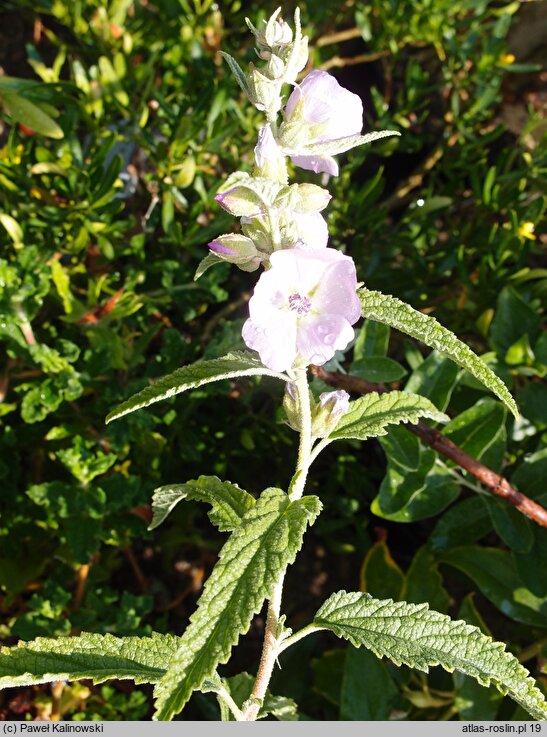 Sphaeralcea angustifolia