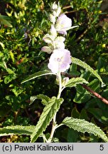 Sphaeralcea angustifolia