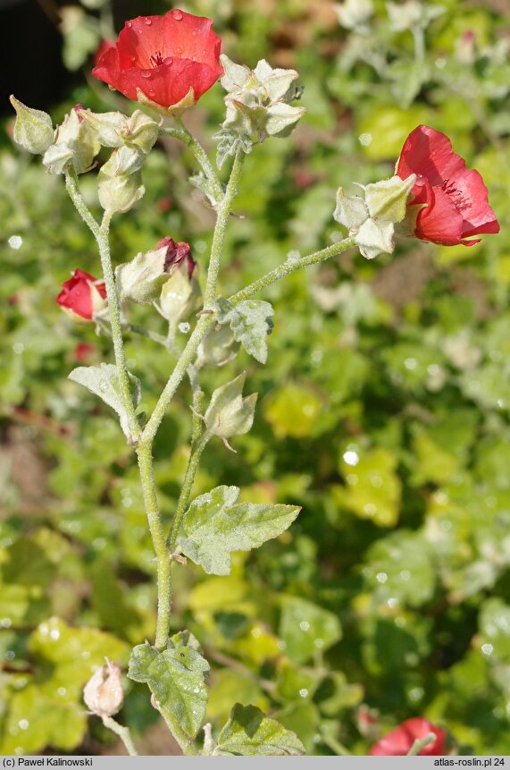 Sphaeralcea miniata