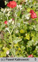 Sphaeralcea miniata