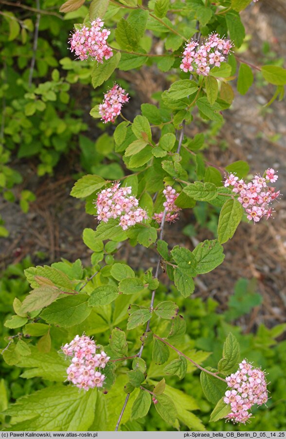 Spiraea bella (tawuła nadobna)