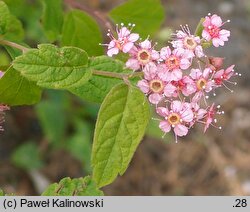 Spiraea bella (tawuła nadobna)