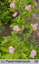 Spiraea bella (tawuła nadobna)